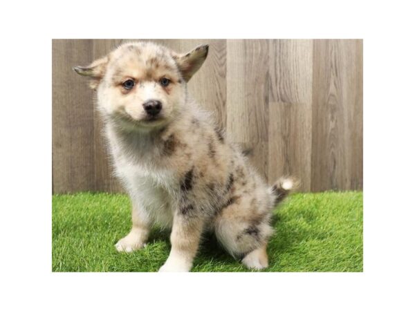 Pomsky Dog Male Red Merle 9709 Petland San Antonio, TX