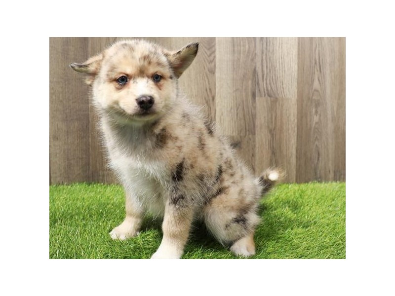 Pomsky-Male-Red Merle-4100774-Petland San Antonio