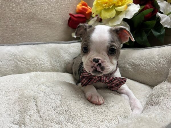 Boston Terrier-DOG-Male-rd mrl-6775-Petland San Antonio, TX