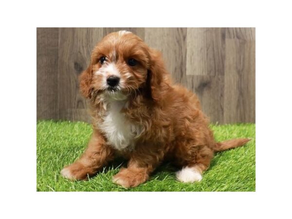 Cavapoo DOG Female Red 9710 Petland San Antonio, TX