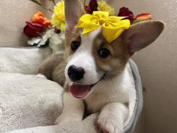 Pembroke Welsh Corgi-DOG-Female-rd & wh-6777-Petland San Antonio, TX