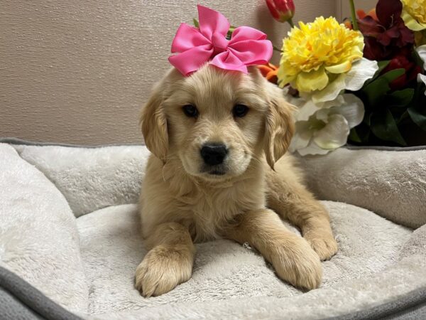 English Cream Golden Retriever DOG Female lgt gldn 6778 Petland San Antonio, TX