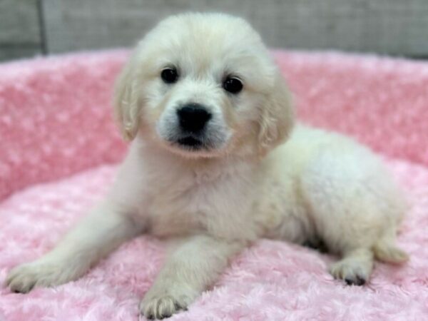 Golden Retriever DOG Female Golden 9700 Petland San Antonio, TX