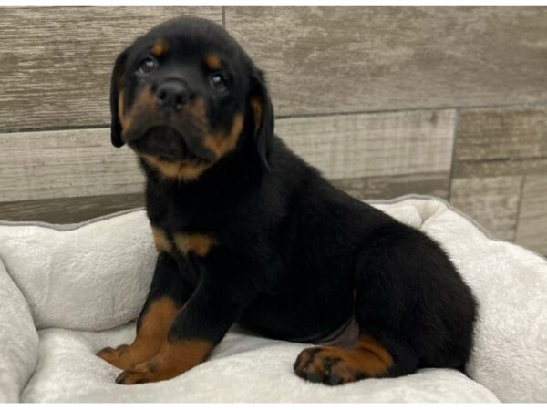 Rottweiler DOG Male Black & Tan 9701 Petland San Antonio, TX