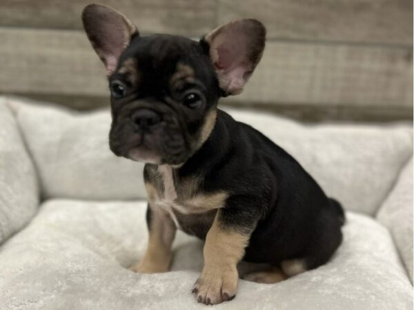 French Bulldog DOG Male Black & Tan 9702 Petland San Antonio, TX