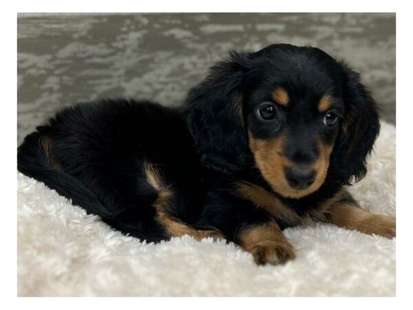 Dachshund Dog Male Black & Tan 9705 Petland San Antonio, TX