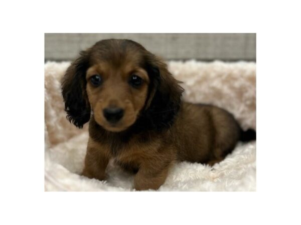 Dachshund-DOG-Male-Wild Boar-9704-Petland San Antonio, TX