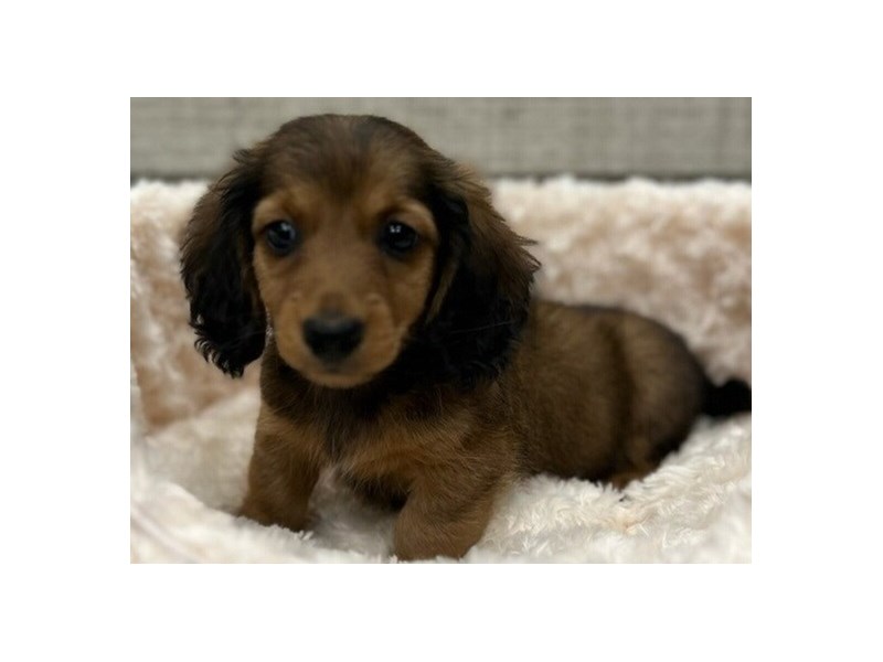 Dachshund-Male-Wild Boar-4100744-Petland San Antonio