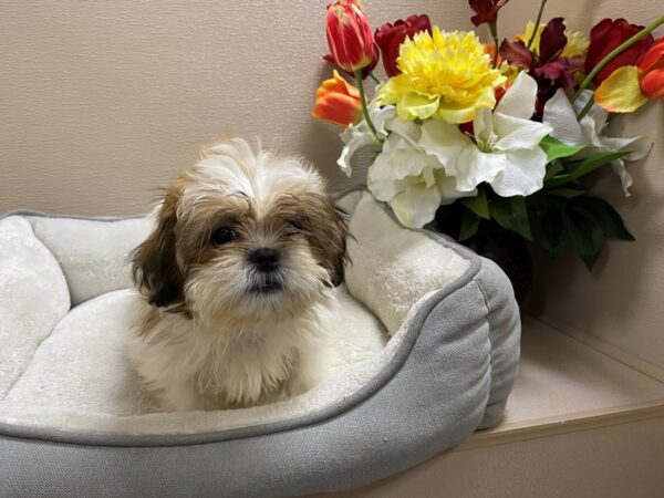 Shih Tzu DOG Female gld & wh 6750 Petland San Antonio, TX