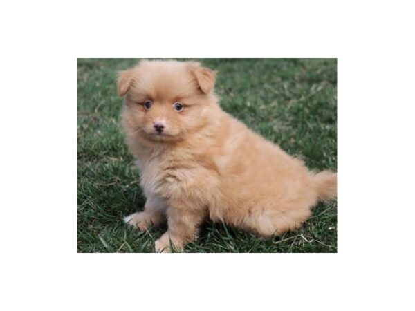 Pomeranian Dog Male Red 9718 Petland San Antonio, TX