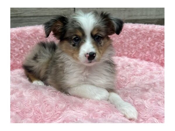 Miniature Australian Shepherd-Dog-Female-Blue Merle-9720-Petland San Antonio, TX