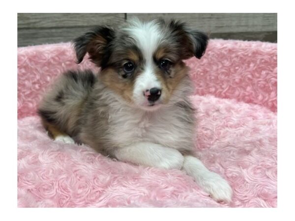 Miniature Australian Shepherd Dog Female Blue Merle 9720 Petland San Antonio, TX