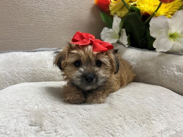 Morkie DOG Female gldn 6784 Petland San Antonio, TX