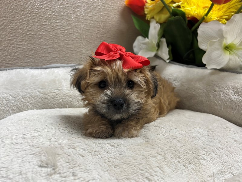 Morkie-Female-gldn-4110162-Petland San Antonio