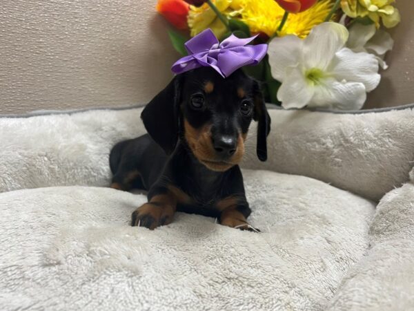 Miniature Dachshund DOG Female blk & tn 6786 Petland San Antonio, TX