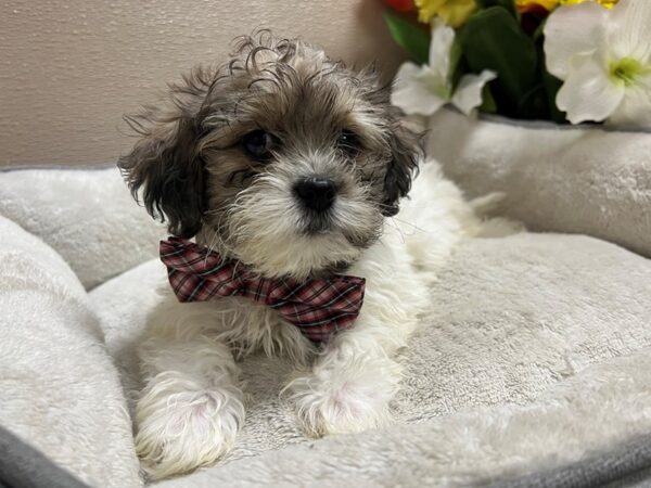 Shihpoo DOG Male wh, bl fn parti 6785 Petland San Antonio, TX