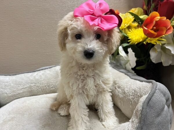 Maltipoo DOG Female cr 6768 Petland San Antonio, TX