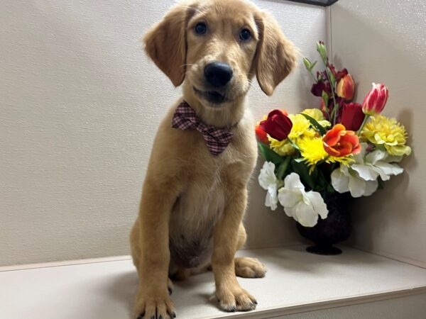 Golden Retriever DOG Male rd 6757 Petland San Antonio, TX