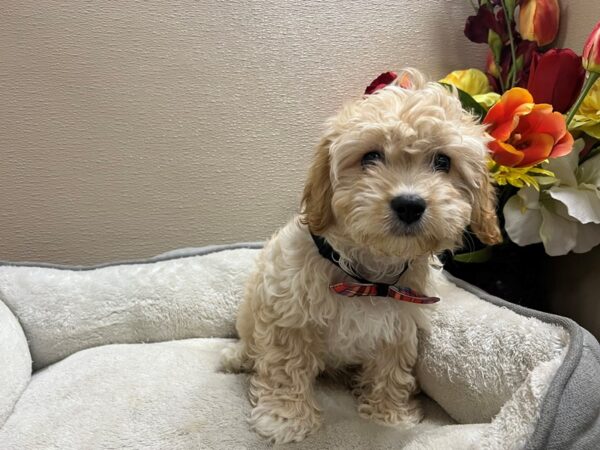 Cavachon Dog Male apct 6765 Petland San Antonio, TX