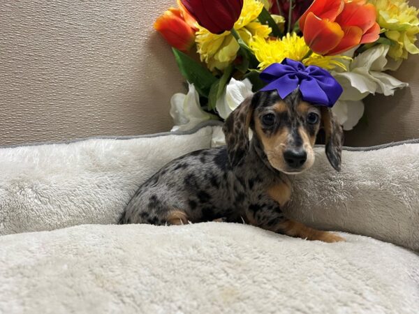 Mini Dachshund DOG Female blk & tn dpl 6793 Petland San Antonio, TX