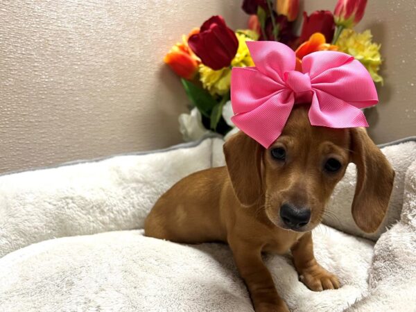 Mini Dachshund Dog Female rd 6794 Petland San Antonio, TX