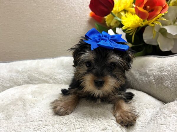 Yorkshire Terrier Dog Female blk 7 tn 6795 Petland San Antonio, TX