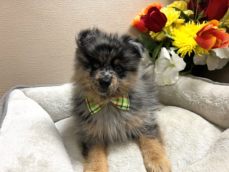 Pomeranian-Male-bl mrl & tn-4100438-Petland San Antonio