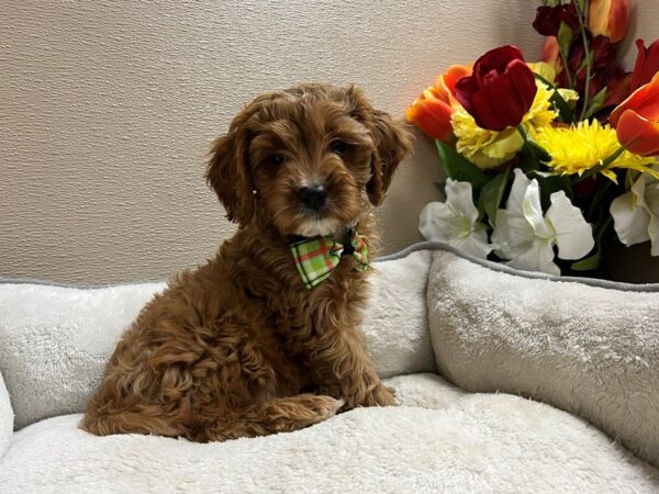 Cavapoo DOG Male rby, wh mkgs 6792 Petland San Antonio, TX