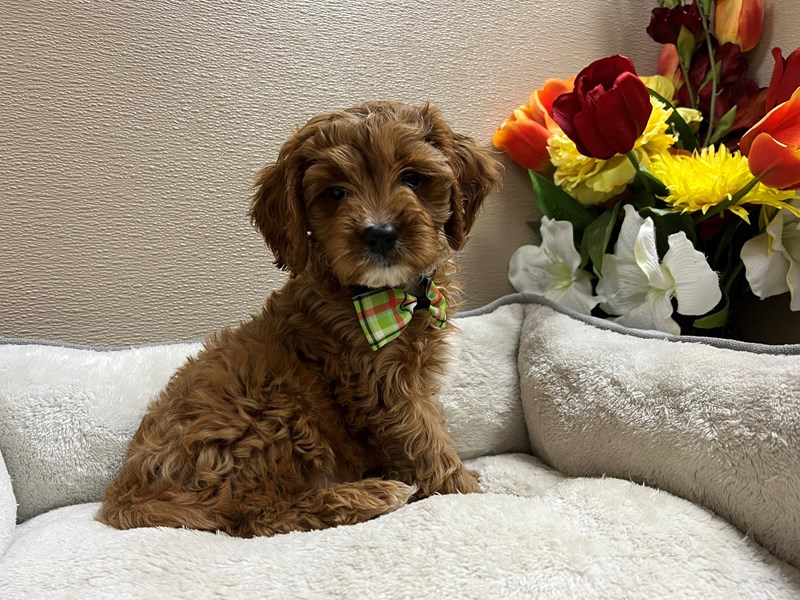 Cavapoo-Male-rby, wh mkgs-4119977-Petland San Antonio