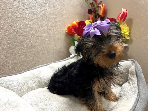 Yorkshire Terrier DOG Female blk & tn 6748 Petland San Antonio, TX