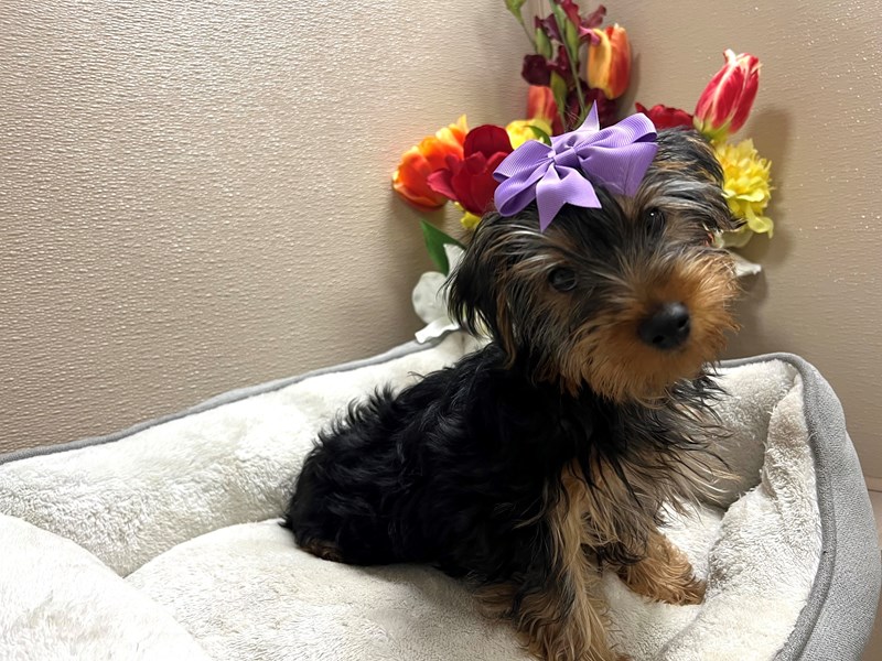 Yorkshire Terrier-Female-blk & tn-4071656-Petland San Antonio