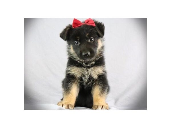 German Shepherd Dog Female Black & Tan 9722 Petland San Antonio, TX