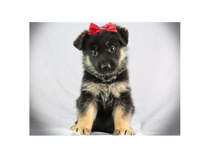 German Shepherd-Female-Black & Tan-4120390-Petland San Antonio