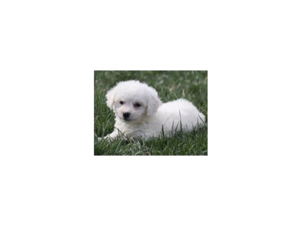 Bichon Frise Dog Male White 9731 Petland San Antonio, TX