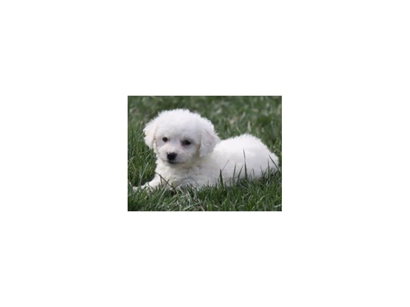 Bichon Frise-Male-White-4120549-Petland San Antonio