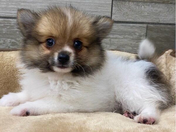 Pomeranian Dog Male Sable & White 9726 Petland San Antonio, TX