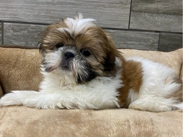 Shih Tzu Dog Male Gold & White 9727 Petland San Antonio, TX