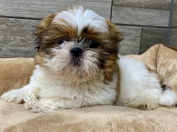 Shih Tzu Dog Female Gold & White 9728 Petland San Antonio, TX