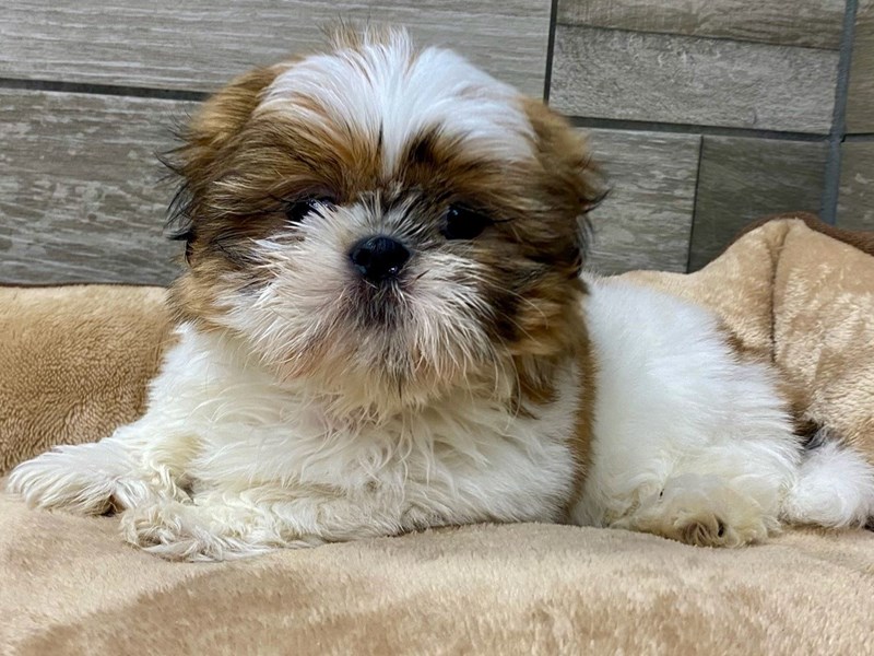 Shih Tzu-Female-Gold & White-4120512-Petland San Antonio