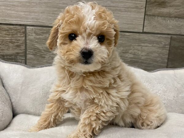Miniature Poodle-DOG-Female-Cream-9733-Petland San Antonio, TX