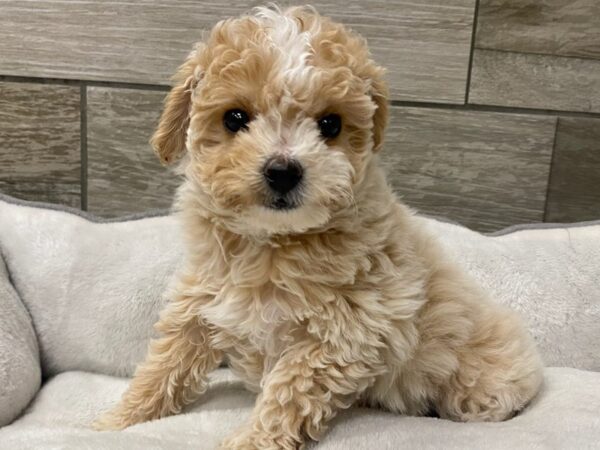 Miniature Poodle DOG Female Cream 9733 Petland San Antonio, TX