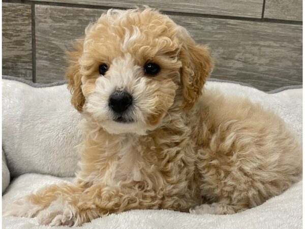 Miniature Poodle-Dog-Male-Cream-9732-Petland San Antonio, TX