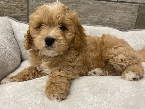 Cavapoo DOG Male Apricot 9730 Petland San Antonio, TX