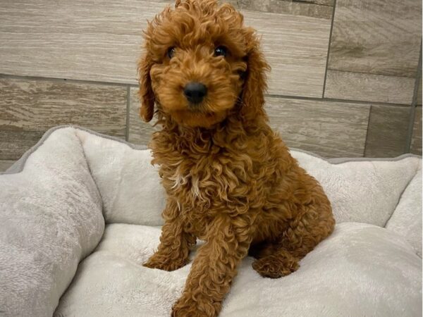 Miniature Goldendoodle Dog Male Red 9723 Petland San Antonio, TX