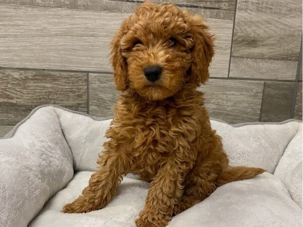 Miniature Goldendoodle DOG Male Red 9725 Petland San Antonio, TX