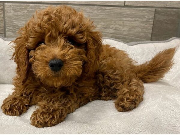 Miniature Goldendoodle DOG Male Red 9724 Petland San Antonio, TX