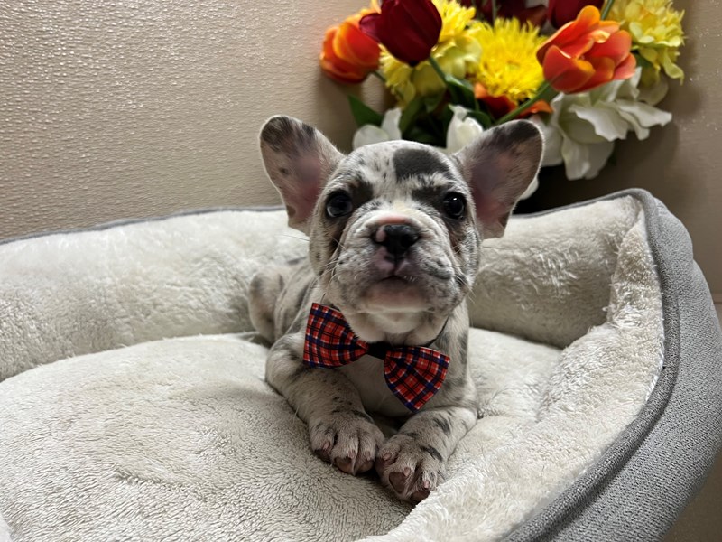 French Bulldog-Male-bl mrl-4129022-Petland San Antonio