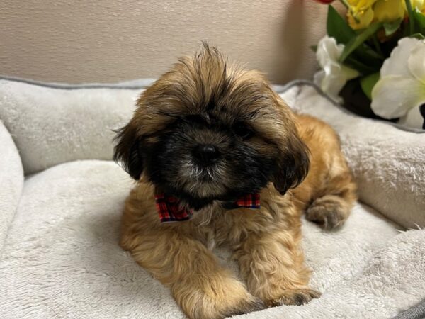 Shih Tzu Dog Male gld 6799 Petland San Antonio, TX