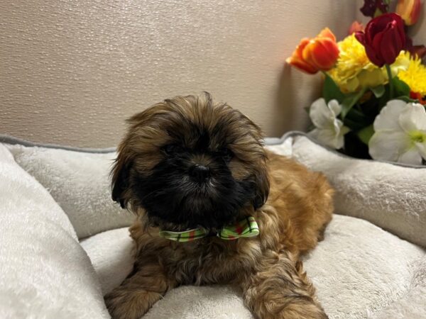 Shih Tzu-Dog-Male-gld-6800-Petland San Antonio, TX