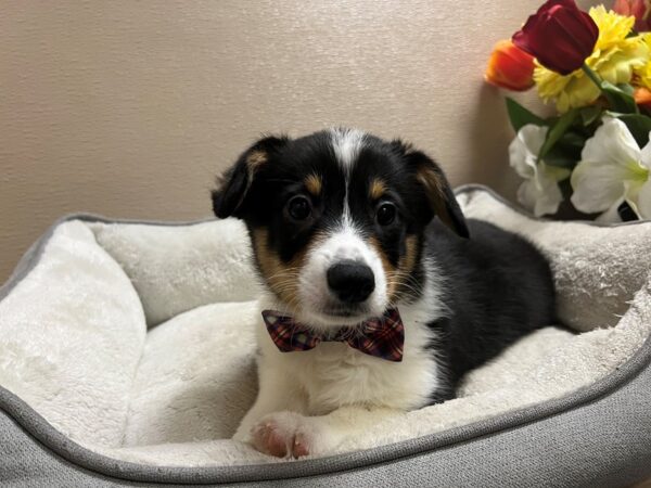 Pembroke Welsh Corgi Dog Male blk wh & tn 6801 Petland San Antonio, TX